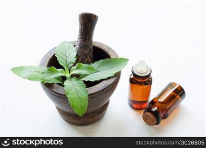 Holy Basil Leaves in wooden mortar and Holy Basil Essential Oil. Holy Basil Leaves in wooden mortar and Holy Basil Essential Oil in a Glass Bottle on white wooden background.