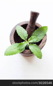 Holy Basil Leaves in wooden mortar.. Holy Basil Leaves in wooden mortar on white background.