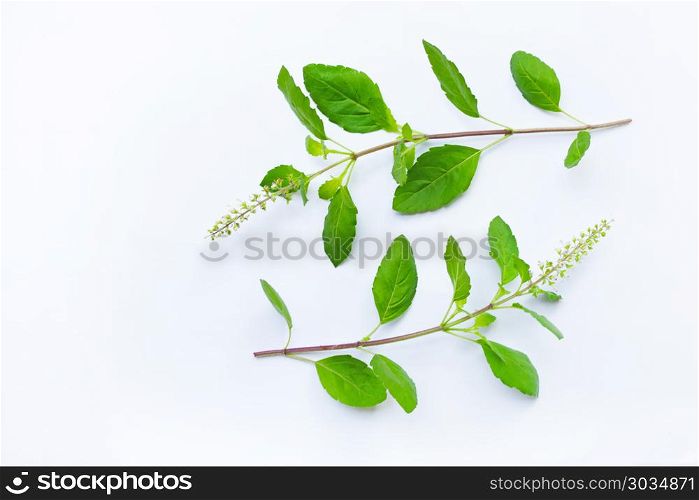 Holy Basil on white background.. Holy Basil on white background. Top view
