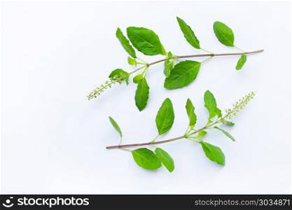 Holy Basil on white background.. Holy Basil on white background. Top view