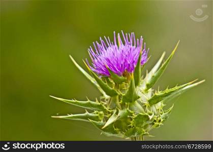 holy thistle