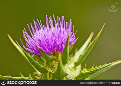 holy thistle