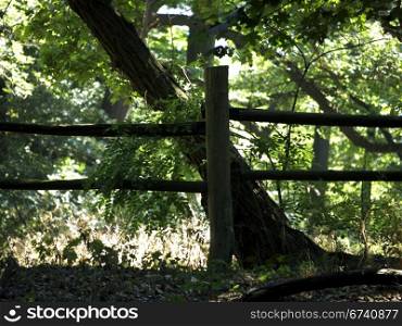 Holzgatter. Wooden fence in the forest under trees