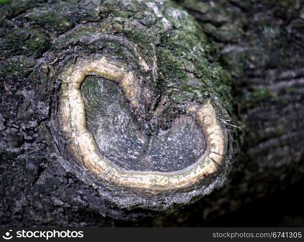 Holzherz. Wooden Heart in a tree