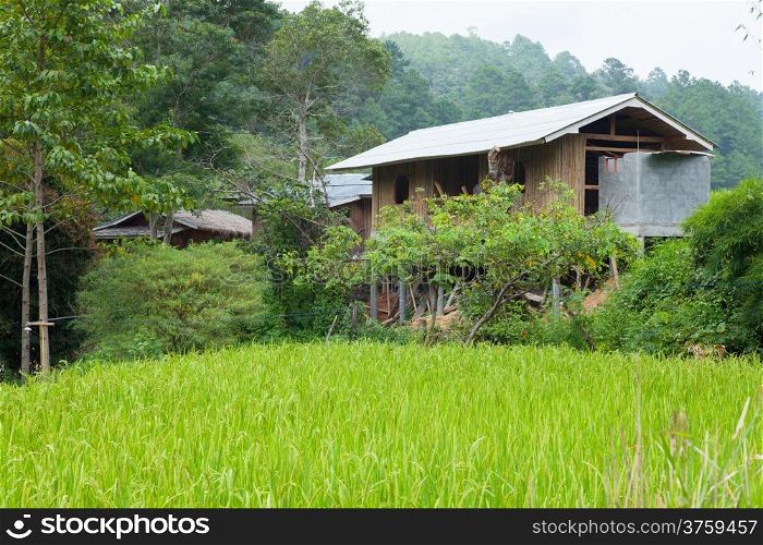 Home adjacent rice fields Home of peasant farming in agricultural areas.