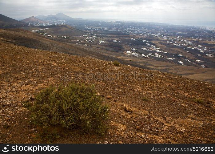 home bush timanfaya in los volcanes volcanic rock stone sky hill and summer lanzarote spain plant flower