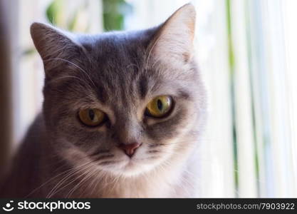 home cute striped cat at the window