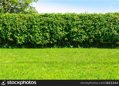 Home garden landscape - a green lawn and a big hedge on a blue sky background.