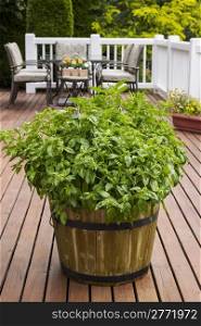 Home garden large leaf basil in barrel on wooden patio with table, chairs and trees in background