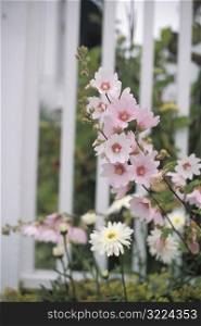 Home Garden With Pink And White Flowers