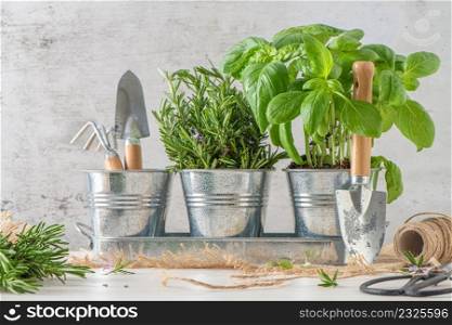 Home gardening. Rosemary and basil bush in pots, and gardening tools on wooden table