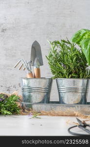 Home gardening. Rosemary and basil bush in pots, and gardening tools on wooden table