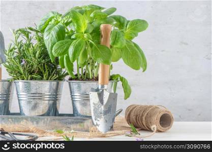 Home gardening. Rosemary and basil bush in pots, and gardening tools on wooden table