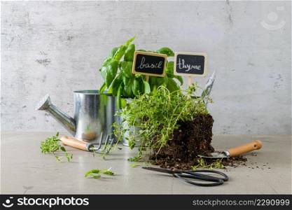 Home gardening. Thyme and basil bush in pots, and gardening tools on concrete stand.