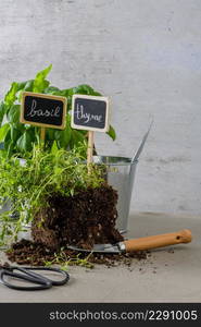 Home gardening. Thyme and basil bush in pots, and gardening tools on concrete stand.