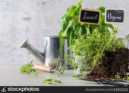 Home gardening. Thyme and basil bush in pots, and gardening tools on concrete stand.