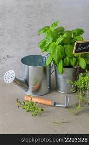 Home gardening. Thyme and basil bush in pots, and gardening tools on concrete stand.