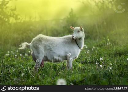 Home goat on a farm outdoor. White goat going through the yard on a sunny day.. White goat in the yard. Goat farm location in Ukraine
