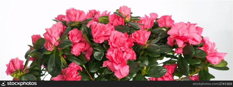 "Home plant azalea "Rhododendron simsii" on light background ( not isolated). Seven shots stitch image."