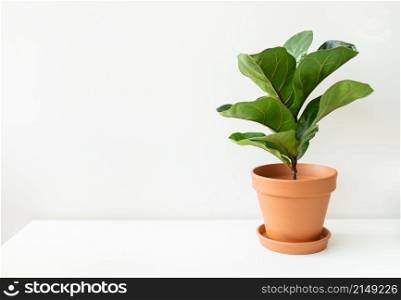 Home plant Ficus lyrata in a ceramic pot on a white table. Minimalist modern interior. Home plant Ficus lyrata in a ceramic pot on a white table. Minimalist modern interior.