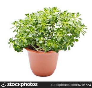 home plant in pot isolated on white