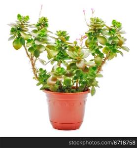 home plant with flowers in pot isolated on white