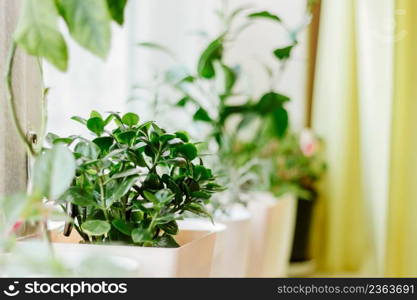 Home plants in pots. Gardening and sustainable living concept. Growing houseplants. Eco-friendly hobby.. Home plants in pots. Gardening and sustainable living concept. Growing houseplants. Eco hobby.