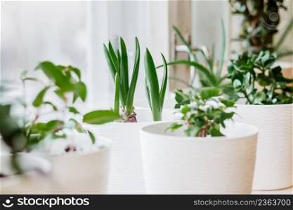 Home plants in pots. Gardening and sustainable living concept. Growing houseplants. Eco-friendly hobby.. Home plants in pots. Gardening and sustainable living concept. Growing houseplants. Eco hobby.