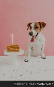 Home shot of jack russel terrier looks with appetite at sweet tasty birthday cake, celebrates one year, enjoys party, isolated on pink background with confetti on table. Treats for favorite pet