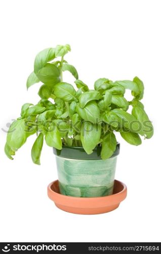 Homegrown basil herb on a white background