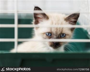 Homeless animals series. Kitten looking out from behind the bars of his cage.. Homeless kitten in a cage in an animal shelter