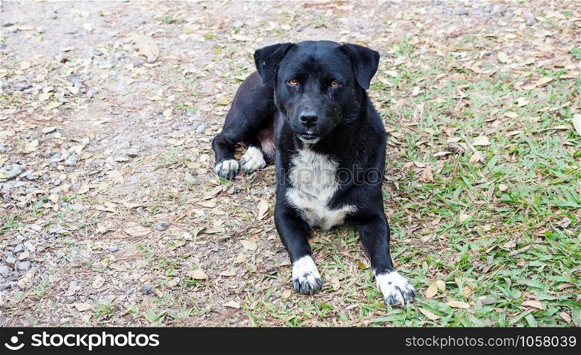 homeless black dog lying on a grass.
