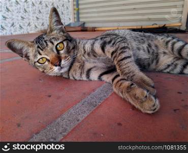 Homeless cat lying on the pavement