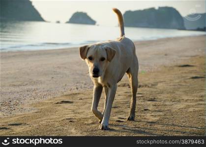homeless dog happy on the beach