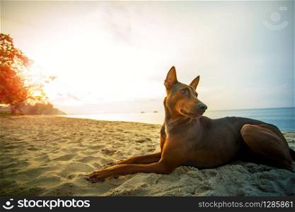 homeless dog lying on sea beach against beautiful sun rising