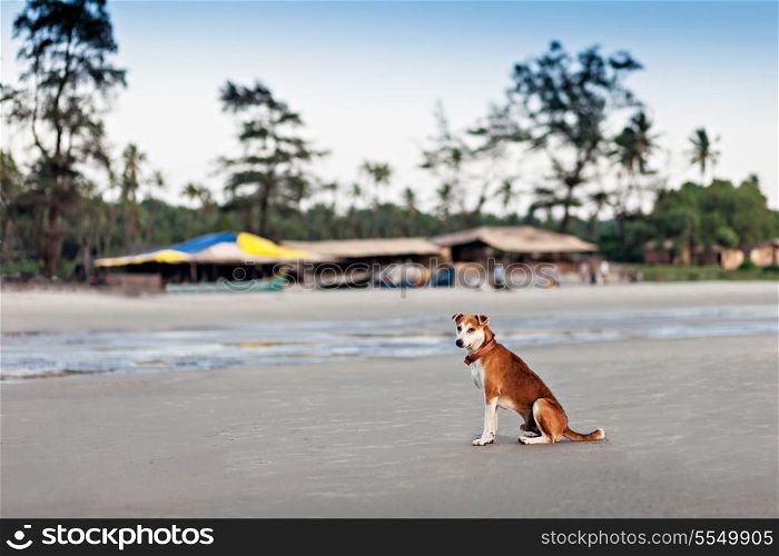 Homeless dog sitting on the beach, Goa