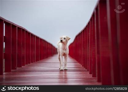 homeless dog standing on red wood bridge and looking fot future in empty clear sky