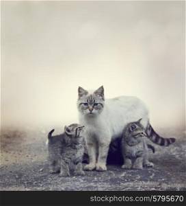 Homeless Kittens Beside Their Mother Cat
