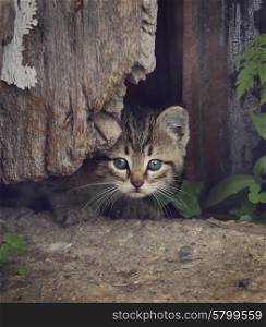 Homeless Kitty Looking Out Of Old Barn