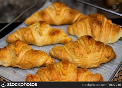 Homemade freshly baked delicious croissants lie on a baking sheet.. Homemade freshly baked delicious croissants lie on a baking sheet