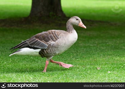 homemade goose on a green lawn