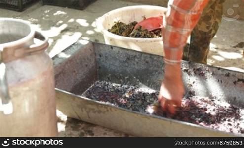 Homemade wine production - take out the stems before wine can be made