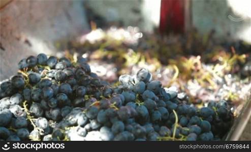 Homemade wine production - tread out the juice from the grapes