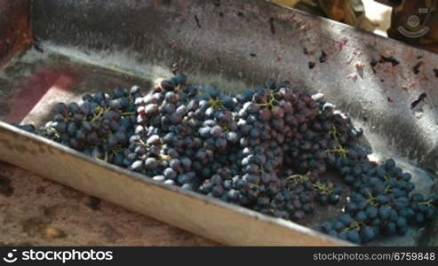 Homemade wine production - tread out the juice from the grapes