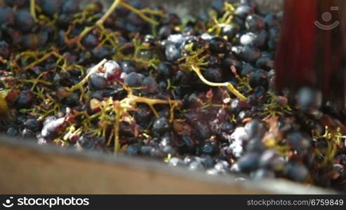 Homemade wine production - tread out the juice from the grapes