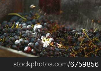 Homemade wine production - tread out the juice from the grapes