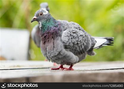 homing pigeon bird bathing green park