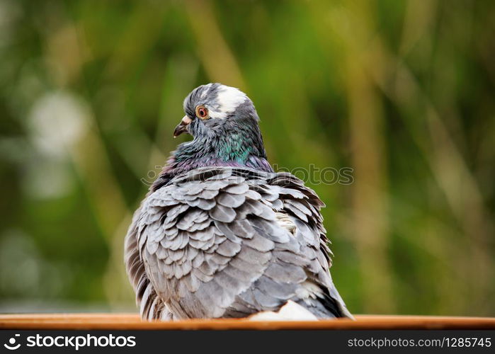 homing pigeon bird bathing in water bowl