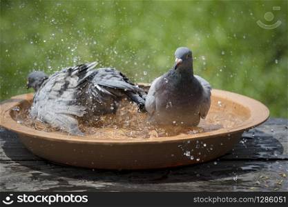 homing pigeon bird bathing in water bowl