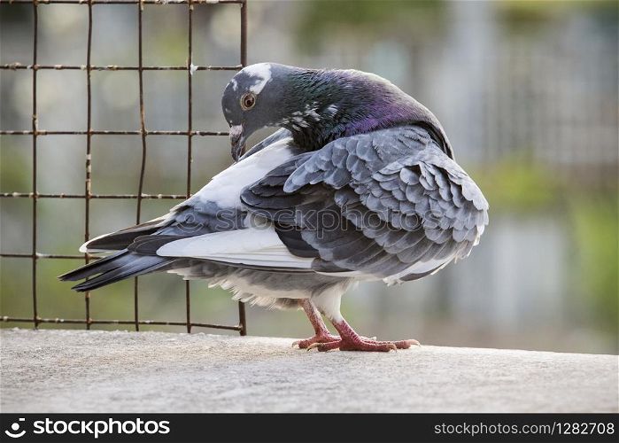 homing pigeon bird preening feather at home loft